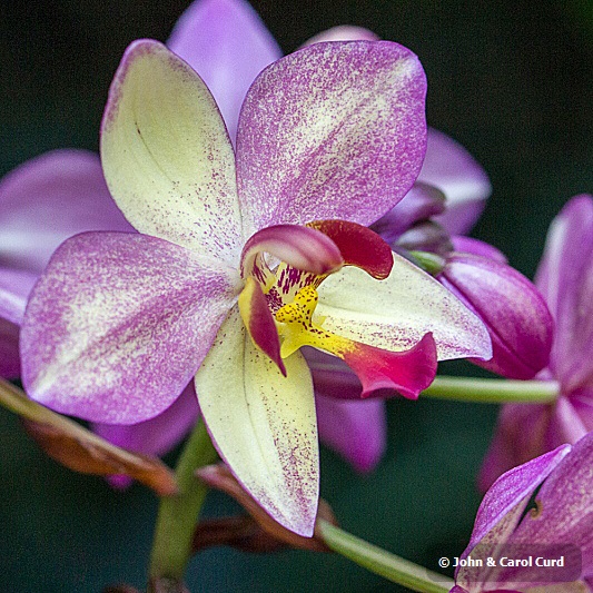 _MG_5280 Orchid.JPG